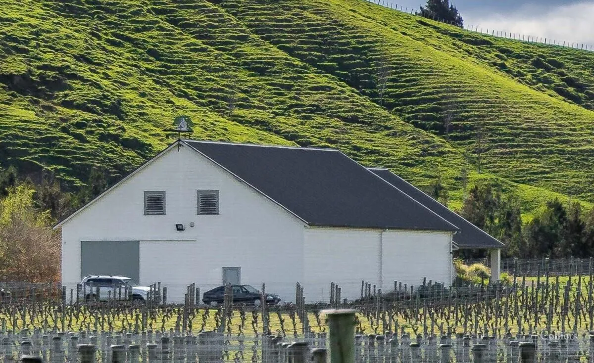 vineyard-photo